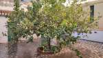 Verasol home apartment 6 bedrooms jijona costa blanca vsh 0387